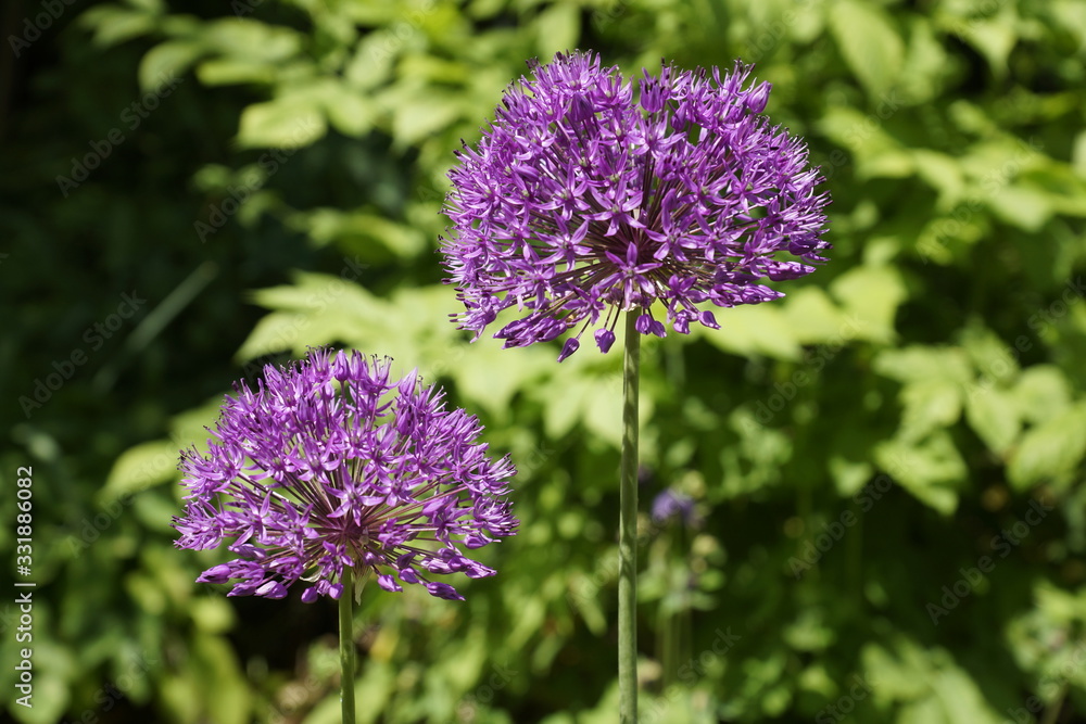 Fototapeta premium two allium in the garden