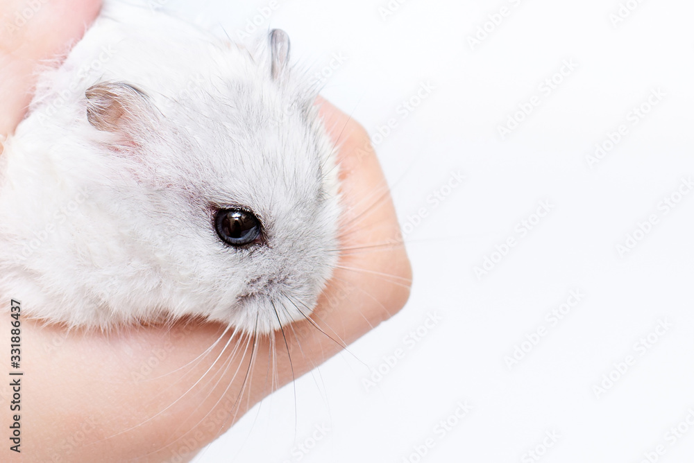Closeup hamster in a child’s hand on a white background Closeup hamster in a child’s hand on a white background