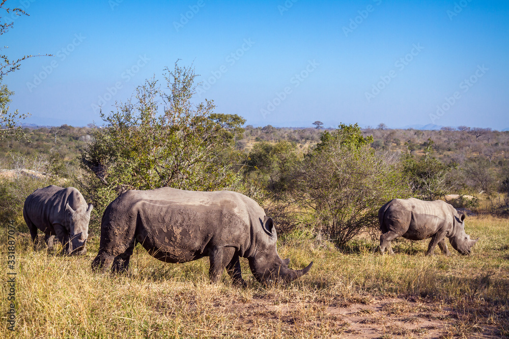 Fototapeta premium Southern white rhinoceros in Kruger National park, South Africa