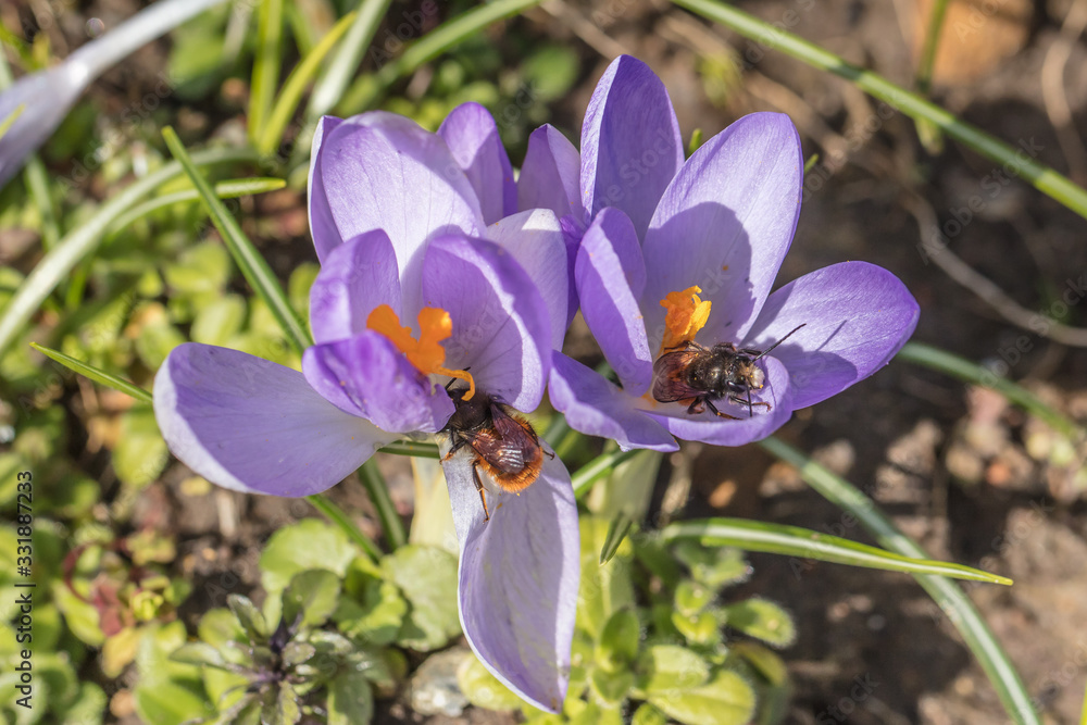 Fototapeta premium bienen