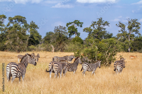 Plains zebra in Kruger National park  South Africa