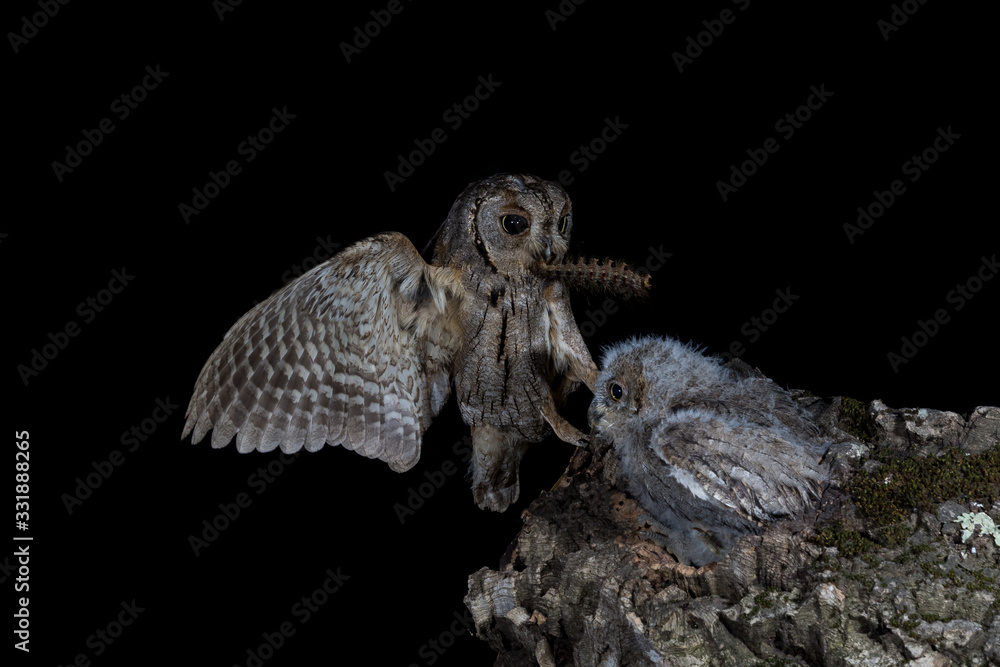 Fototapeta premium An eurasian scops owl (Otus scops) bringing food to the nest