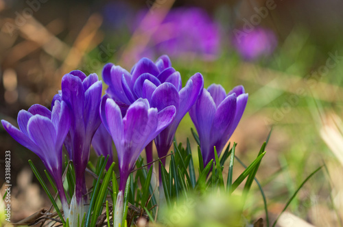 Eine Gruppe von lila Krokussen im Frühling bei Sonnenschein im Garten, crocus