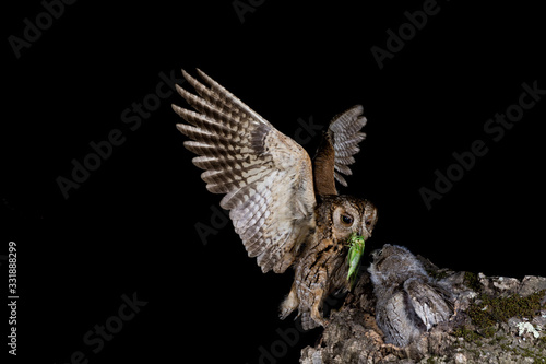 An eurasian scops owl (Otus scops) bringing food to the nest