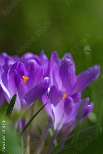 A group of purple crocus in sping at sunlight in the garden 