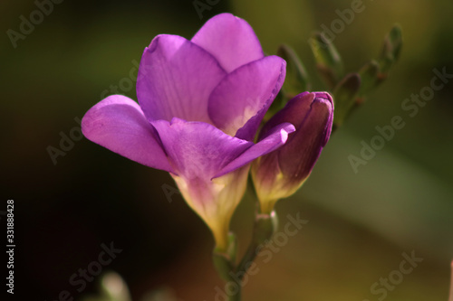  Mediterranean spring blossom