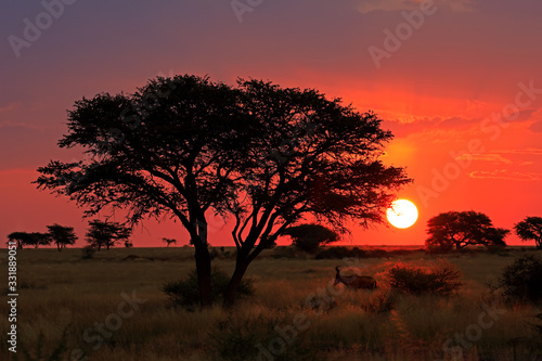 Scenic African savannah sunset with silhouetted tree and red sky, South Africa.