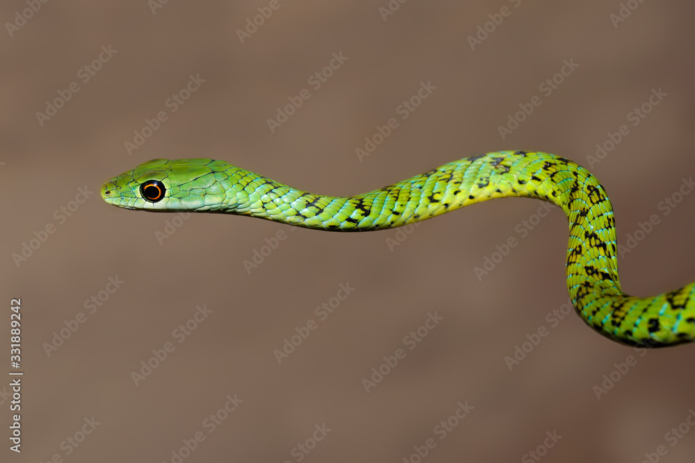 Portrait of a spotted bush snake (Philothamnus semivariegatus), South Africa. Portrait of a spotted bush snake (Philothamnus semivariegatus), South Africa.