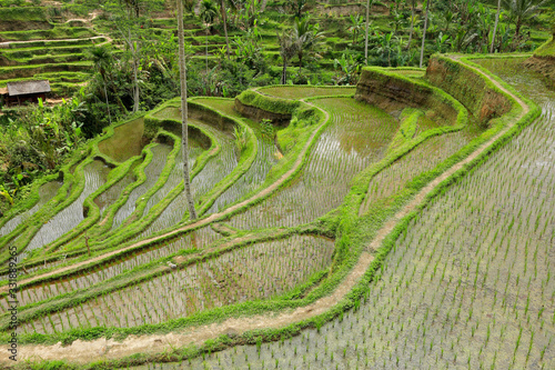 Scenic view of the lush green Tegallalang rice terraces in Ubud, Bali, Indonesia.