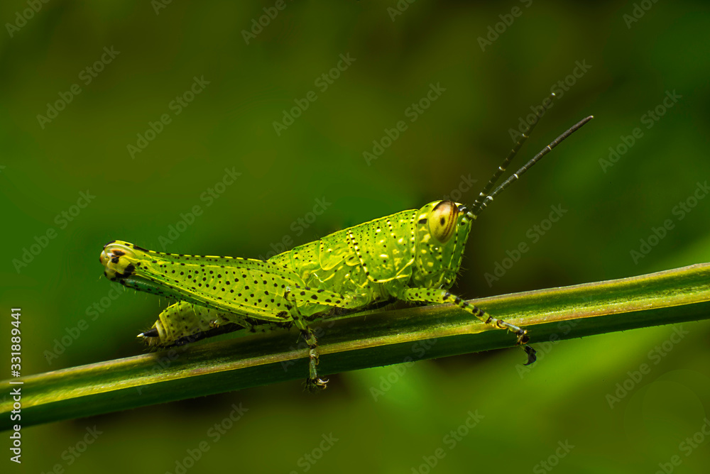 Fototapeta premium grasshopper on green grass