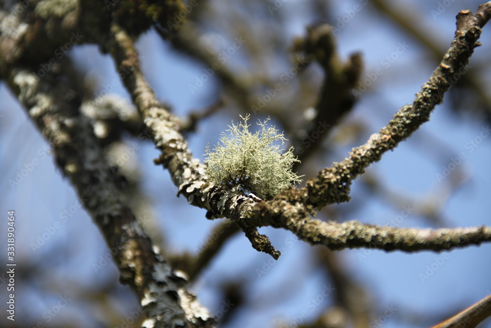 Grey lichens on apple and pear tree branches orchard 