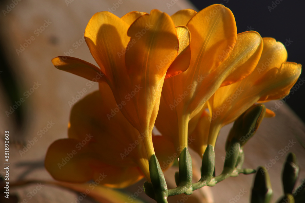 Fototapeta premium Mediterranean spring blossom