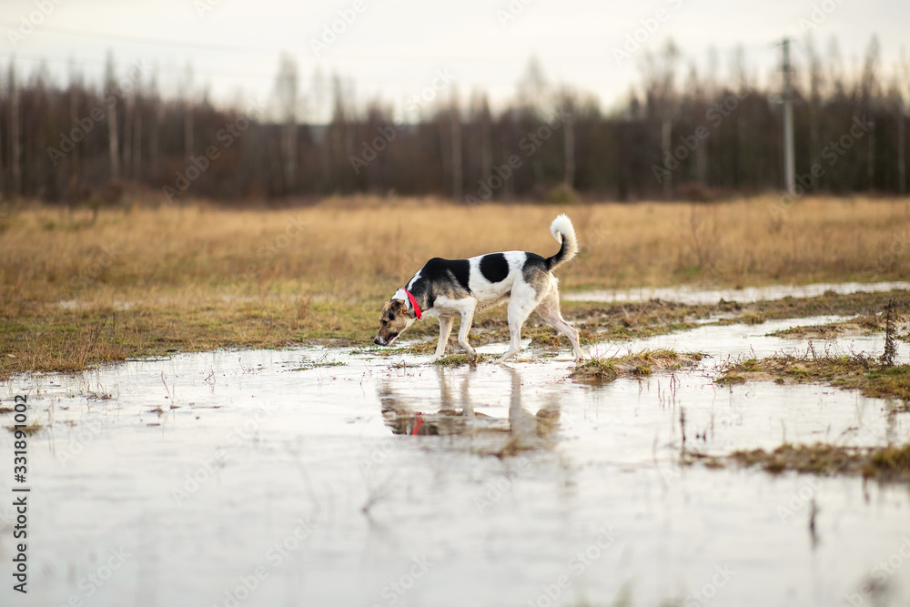 Dog walking on wet autumn field. cloudy day Dog walking on wet autumn field. cloudy day