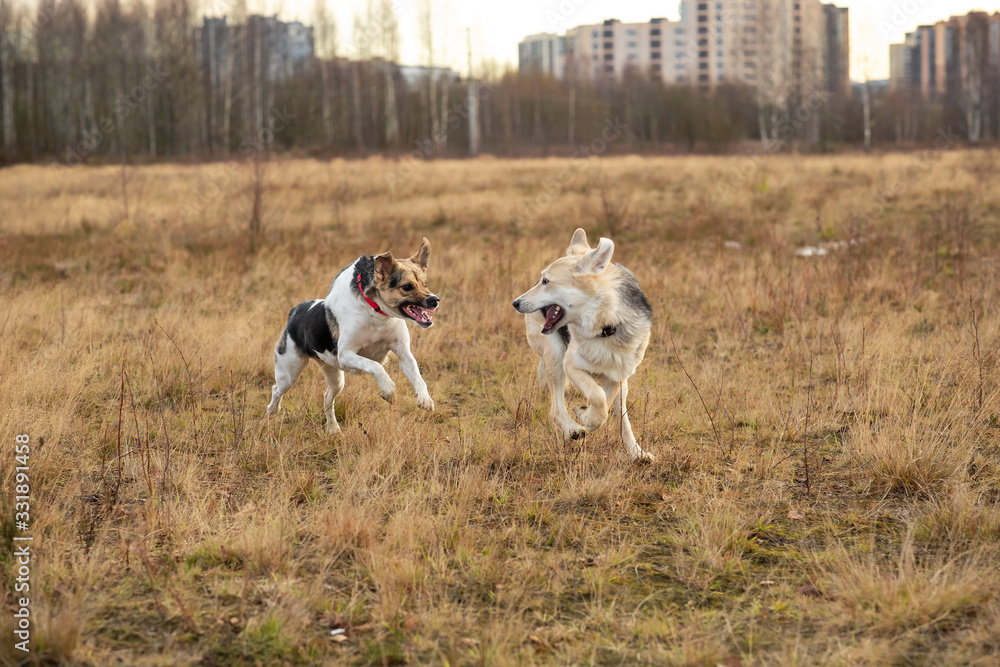 Dogs running in autumn field at cloudy day Dogs running in autumn field at cloudy day