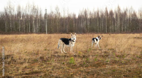 Dogs standing in autumn field at cloudy day