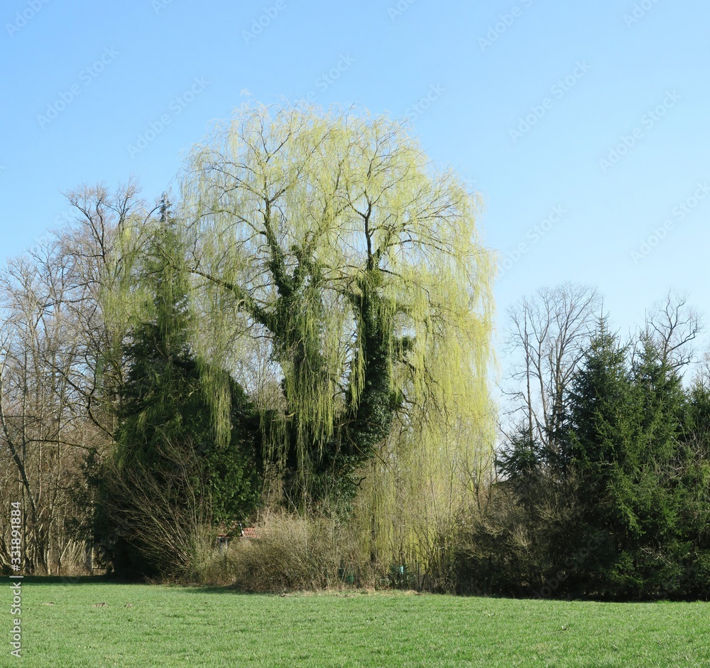 Fototapeta premium Schöne Weide im Frühling 2020