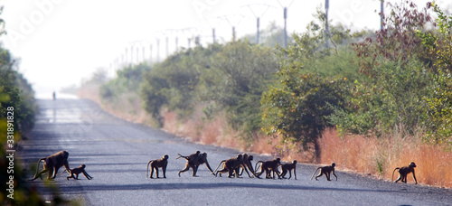 A troup of Guinea Baboon (Papio papio) crossing the road near Georgetown, Gambia. photo