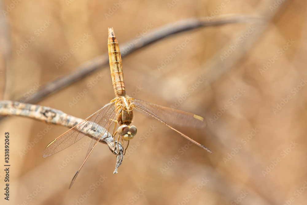 Dragonfly, female, perched, near Georgetown, Gambia. Dragonfly, female, perched, near Georgetown, Gambia.