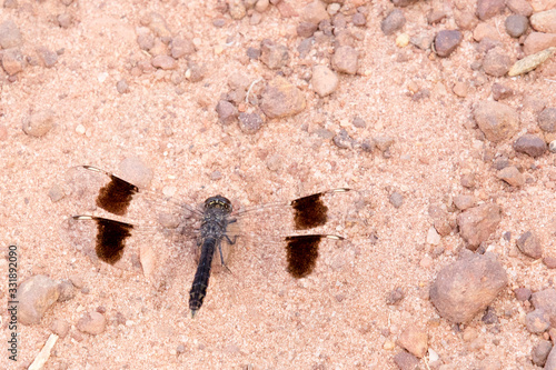 Φωτογραφία Banded Groundling (Brachythemis impartita), male on the ground, Gambia