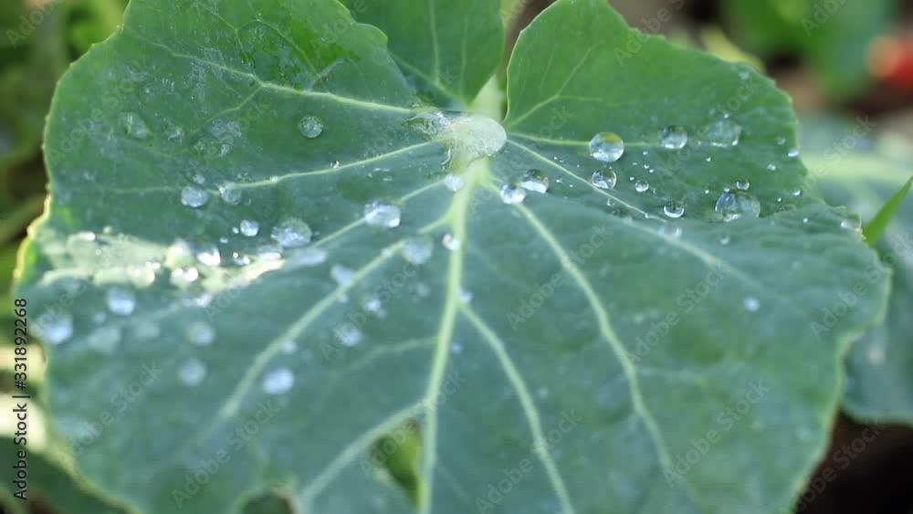 Dew on turnip greens leaves, Netherlands, March 2020 Dew on turnip greens leaves, Netherlands, March 2020