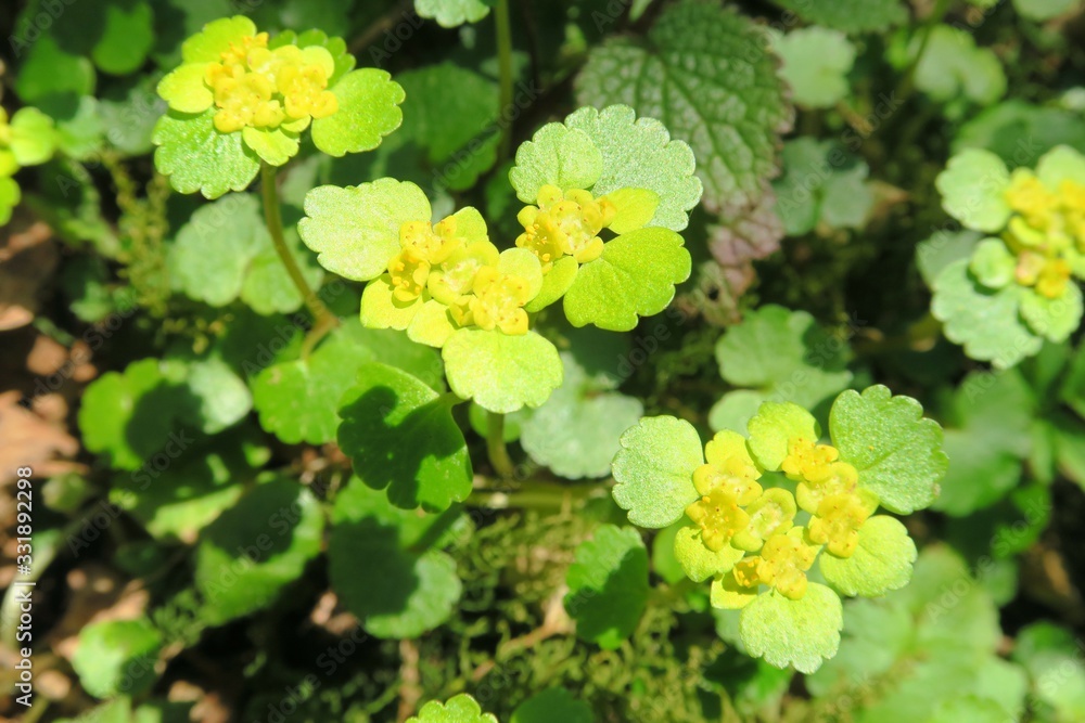 Milzkraut in Diagonale