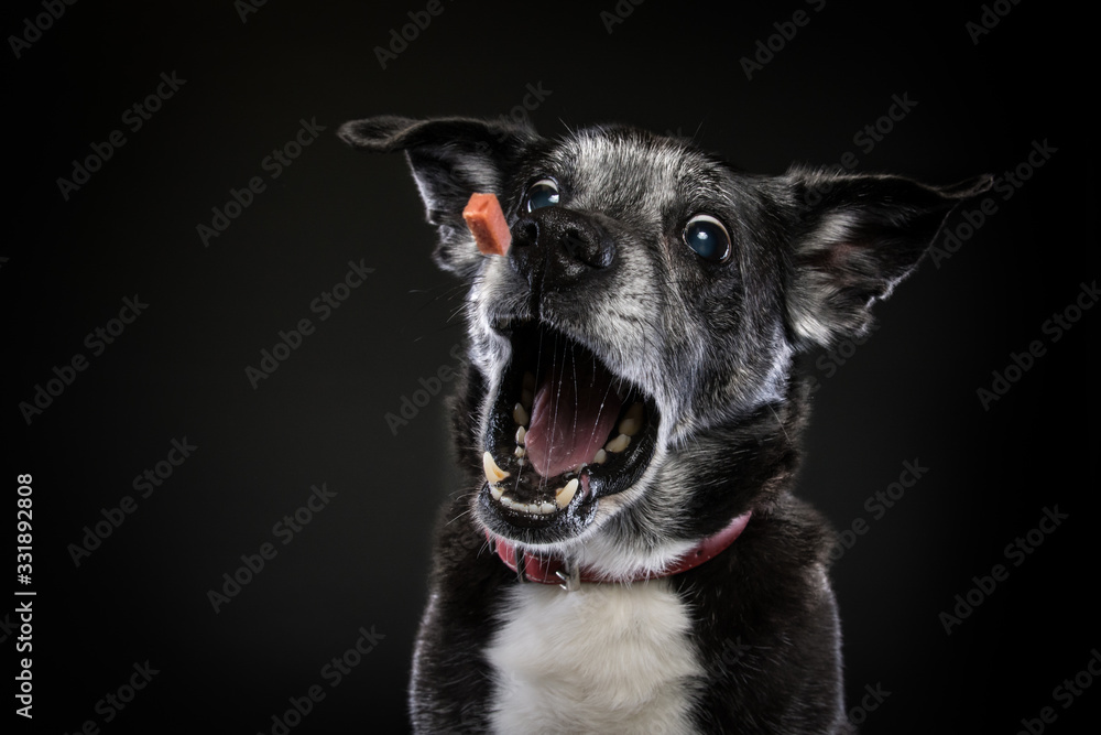 Dog in action studio photoshoot