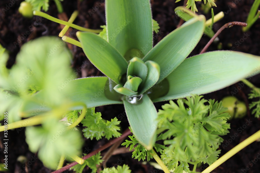 Obraz premium green plant with water drops