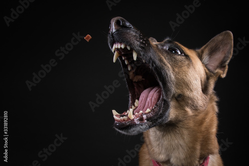 Dog in action studio photoshoot