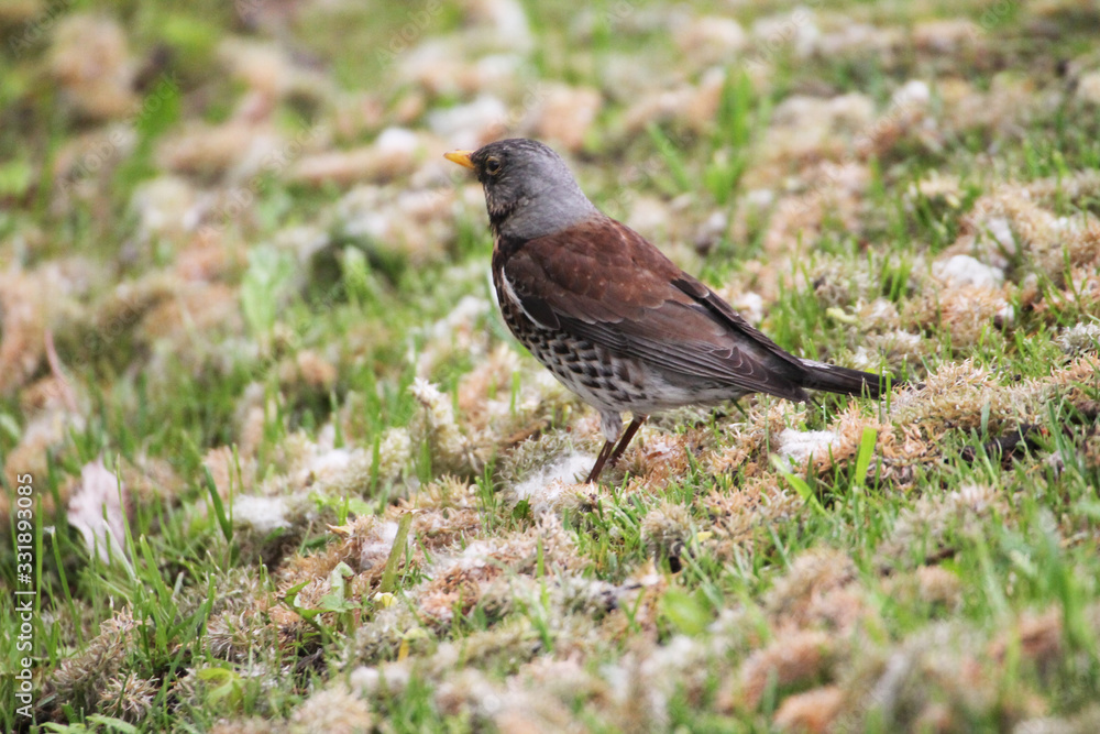 Obraz premium A cheerful thrush walking in a spring meadow