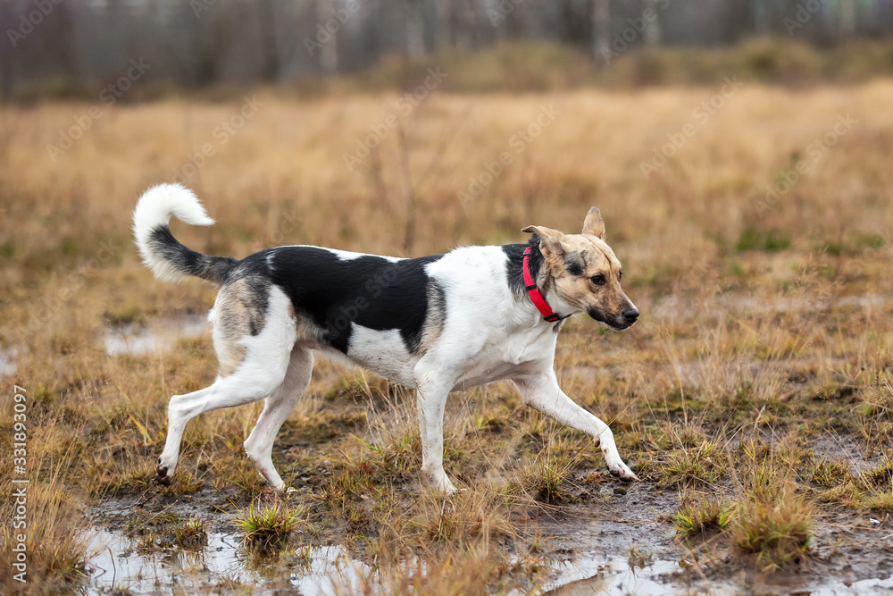Dog walking on wet autumn field. cloudy day Dog walking on wet autumn field. cloudy day