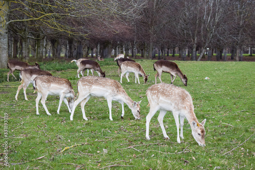 Fototapeta Naklejka Na Ścianę i Meble -  Manada de ciervos pastando en el parque Phoenix de Dublin