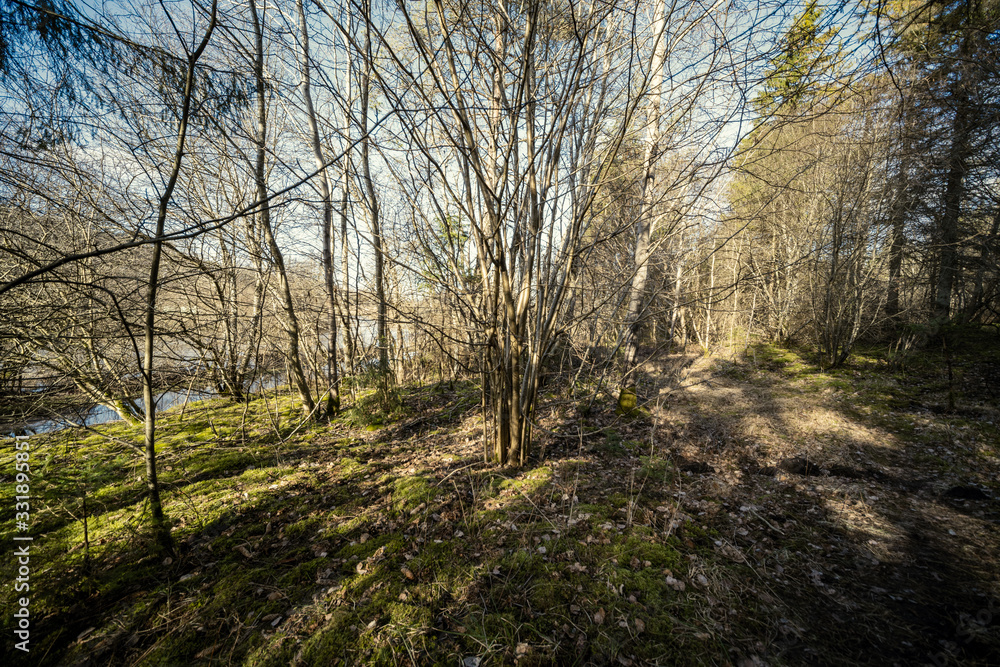 spring forest with green moss and sunshine rays spring forest with green moss and sunshine rays