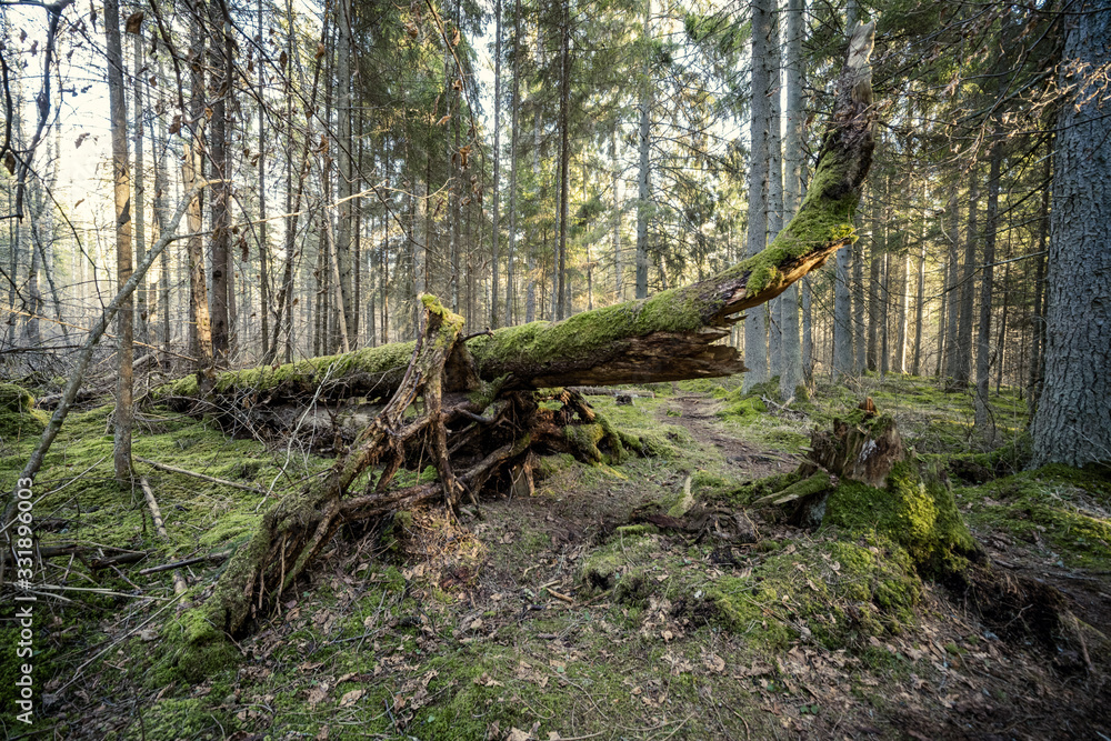 spring forest with green moss and sunshine rays spring forest with green moss and sunshine rays