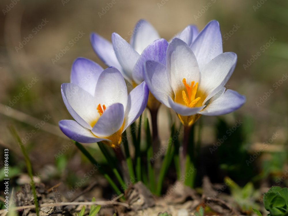 Crocus Chrysanthus Blue Pearl