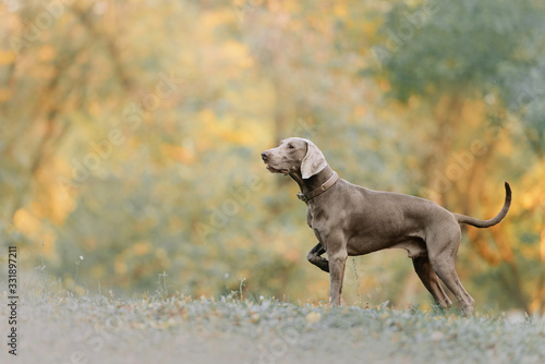 weimaraner dog in a collar standing outdoors in autumn
