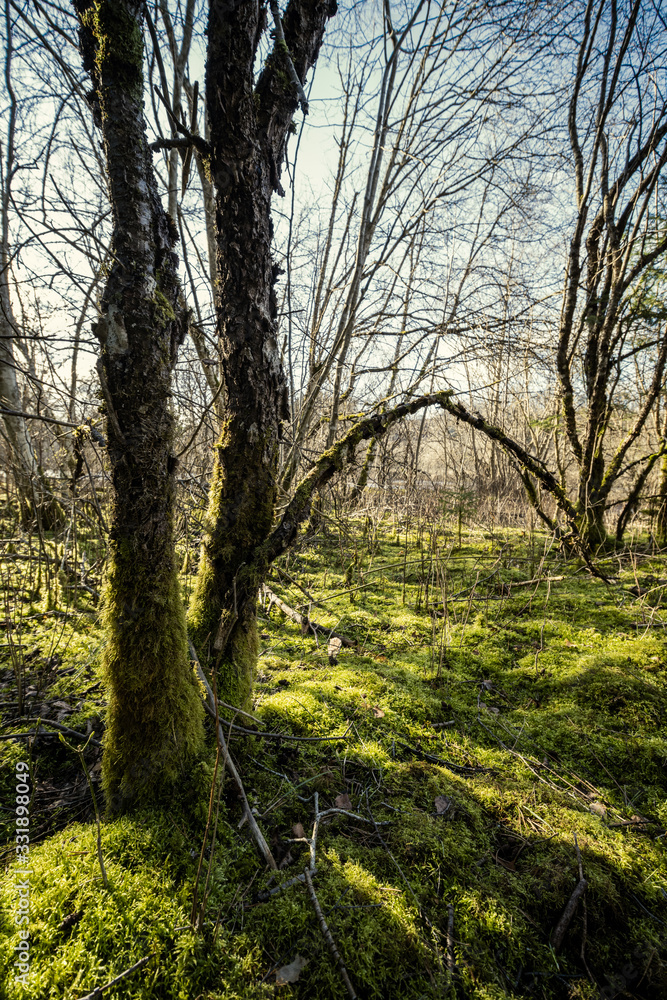 spring forest with green moss and sunshine rays spring forest with green moss and sunshine rays