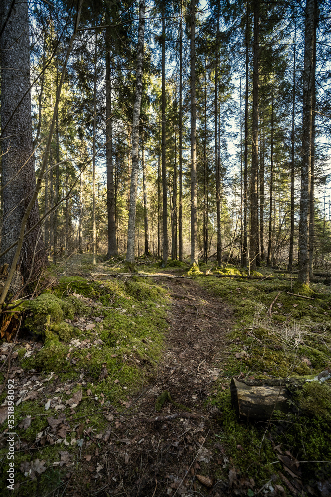 spring forest with green moss and sunshine rays spring forest with green moss and sunshine rays