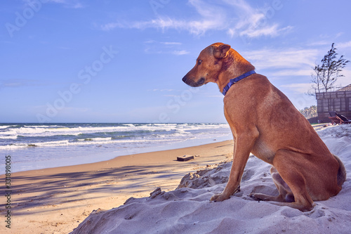 Red dog sits on the beach by the ocean in Vietnam