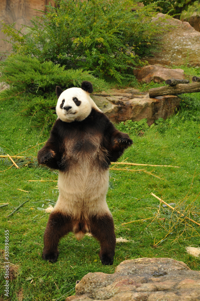 Obraz premium panda sur deux pattes