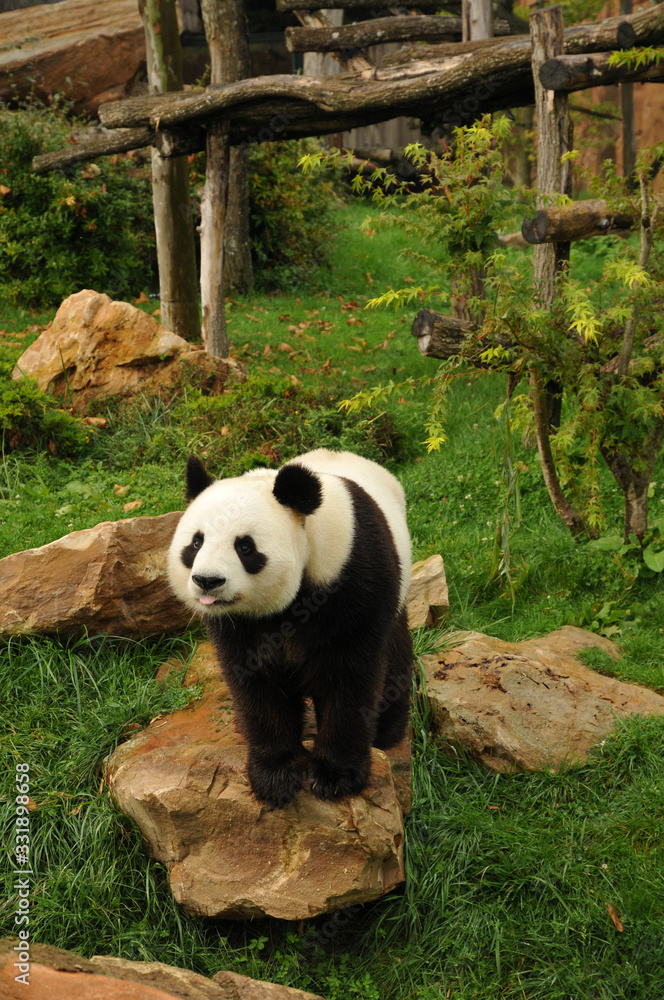 panda géant assis 