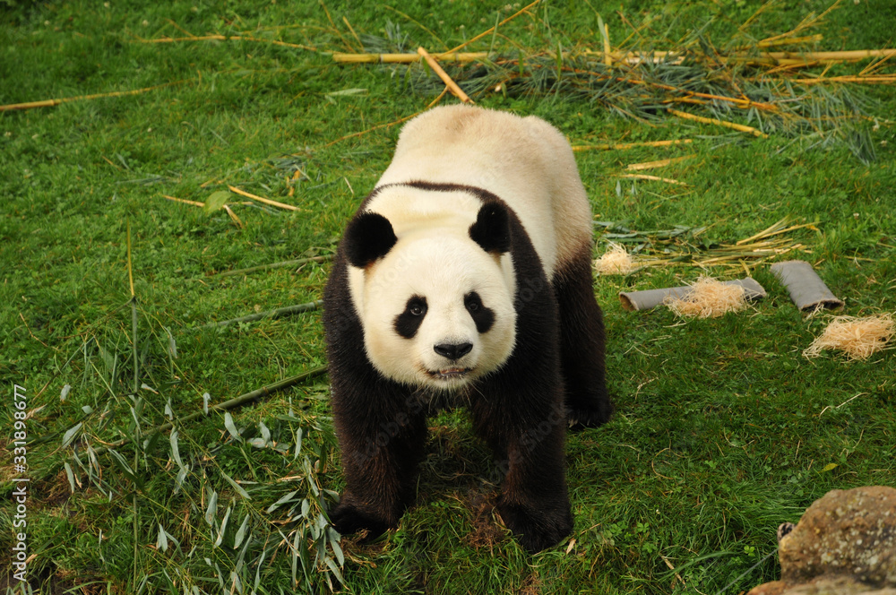panda regardant en l'air panda regardant en l'air
