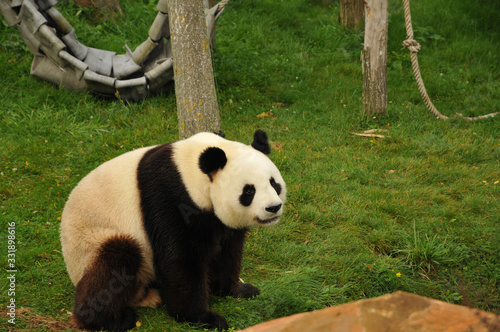 panda géant qui s'assoit 