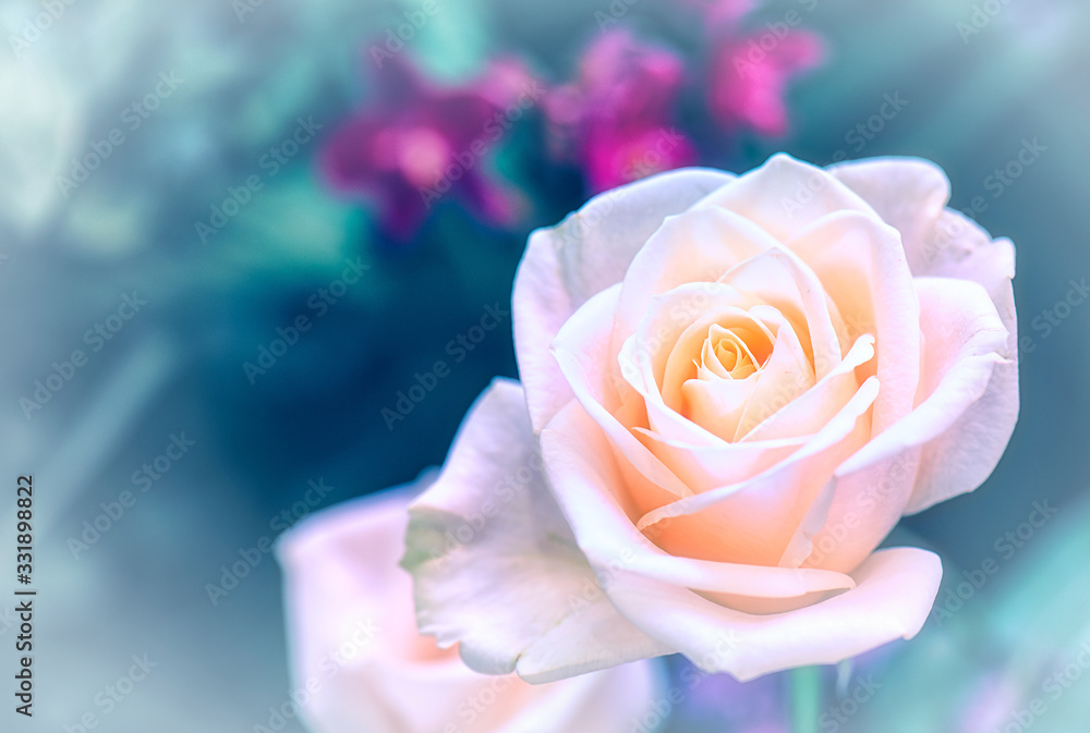 Closeup image of beautiful flowers wall background with amazing red and white roses Retro filter. Closeup image of beautiful flowers wall background with amazing red and white roses Retro filter.