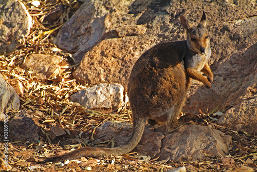 Australia, NT, Zoology, 5252 photo