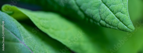 Vibrant green firm leaves web banner. Macro of physalis plant juicy leaf layers, textured artististic background with selective focus.