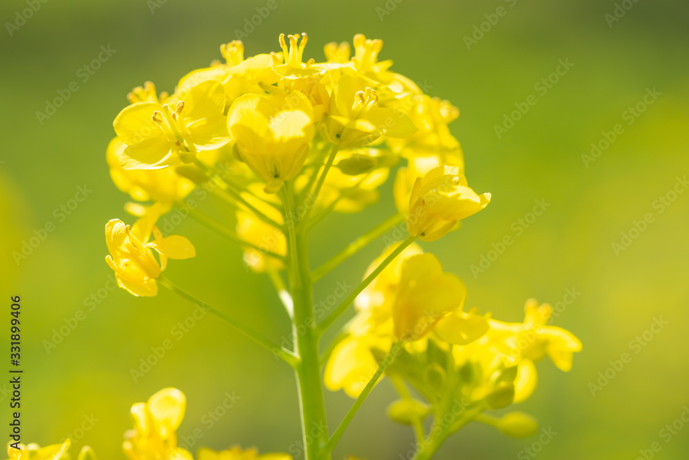 Fototapeta premium 菜の花