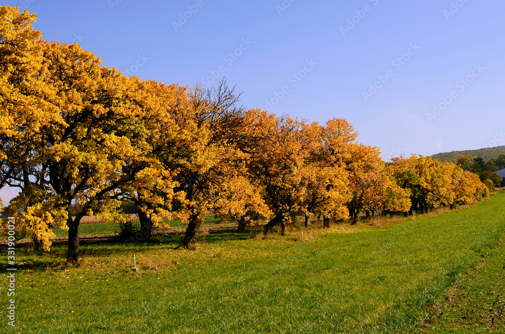 Fototapeta premium Austria, Autumn