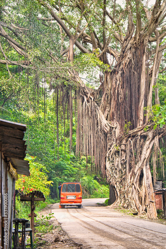 A public transport van  Microlet  driving under huge ancient trees with lianas. A traveler standing on exits at the back door. Baucau  Timor leste