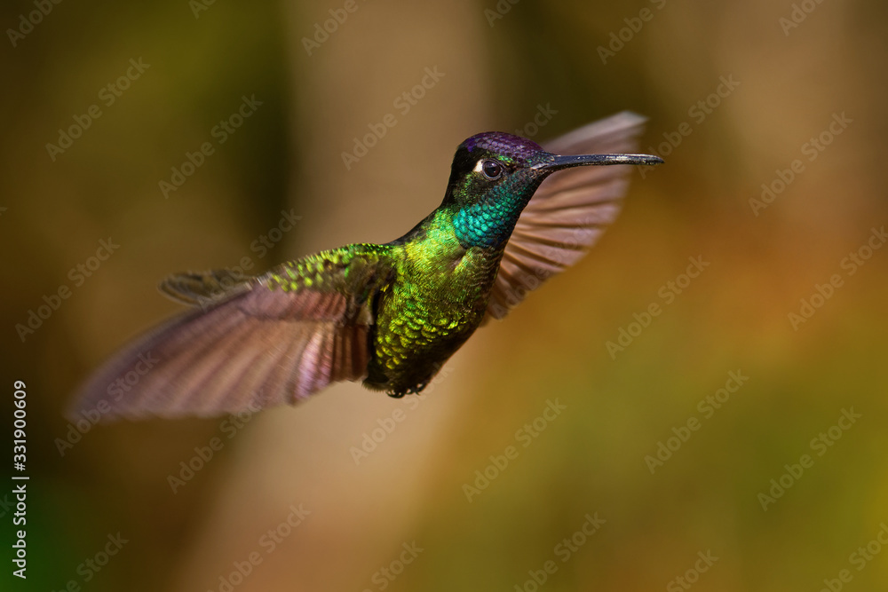 Obraz premium Talamanca (Admirable) Hummingbird - Eugenes spectabilis is large hummingbird living in Costa Rica and Panama. Beautiful green and blue colour, sitting and flying