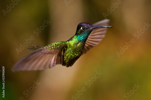 Talamanca (Admirable) Hummingbird - Eugenes spectabilis is large hummingbird living in Costa Rica and Panama. Beautiful green and blue colour, sitting and flying